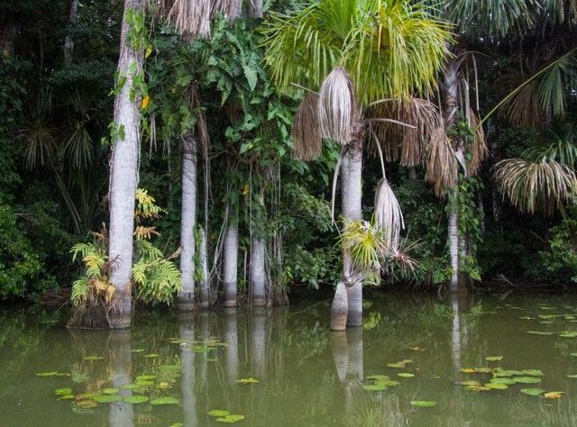 lago sandoval reserva tambopata peru