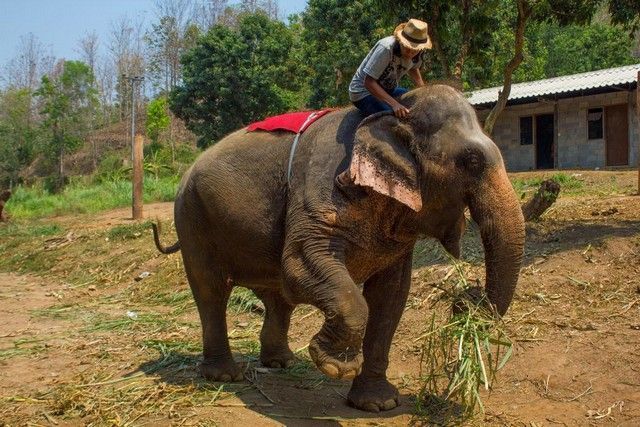 woody elephant training elefante