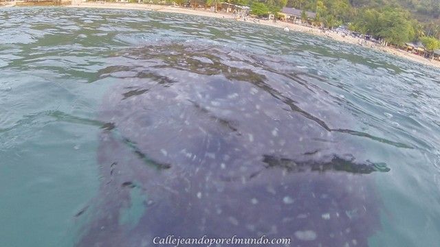 oslob tiburones ballena (5)