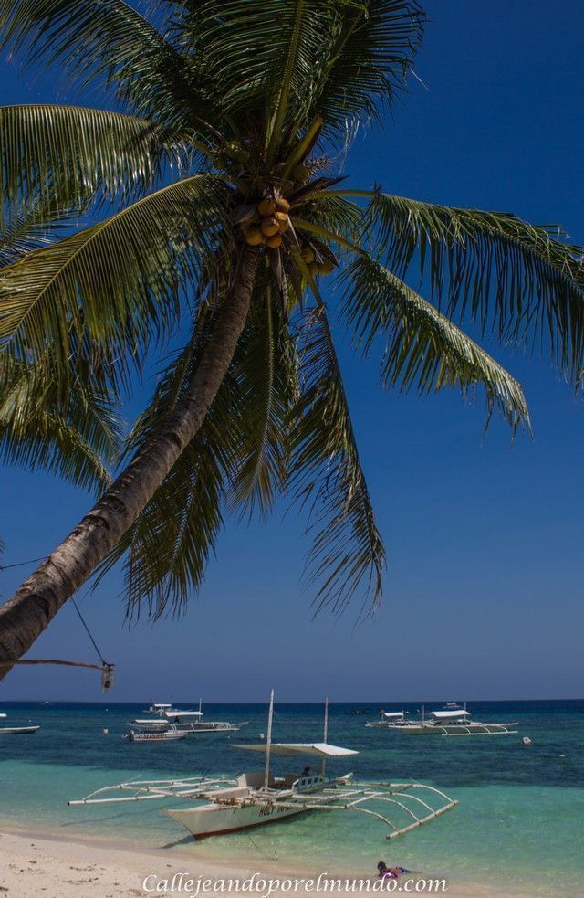 palmera en Alona Beach filipinas