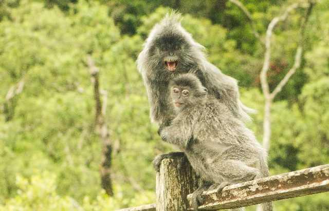 monos parque nacional bako borneo malasia