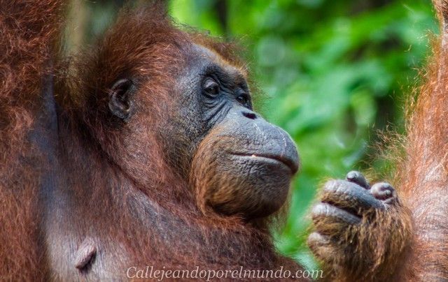orangutan semenggoh borneo malasia (5)
