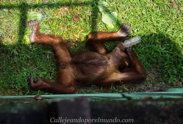 orangutanes centro matang kuching borneo