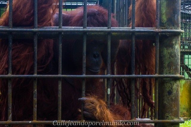 peter orangutan centro matang kuching borneo