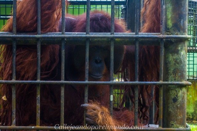 peter orangutan centro matang kuching borneo