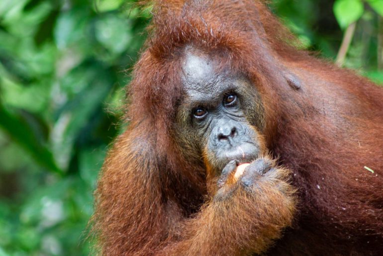 semenggoh orangutan center borneo