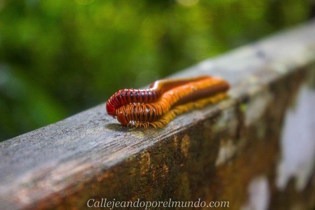 gusano rojo gunung mulu boreno malasia