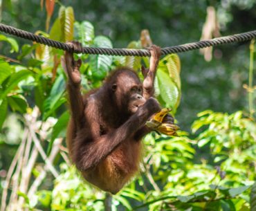 centro de recuperacion del orangutan sepilok borneo