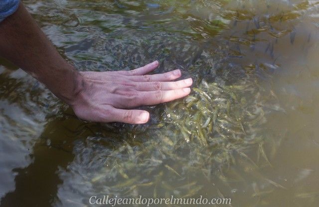 peces kinabatangan river borneo malasia