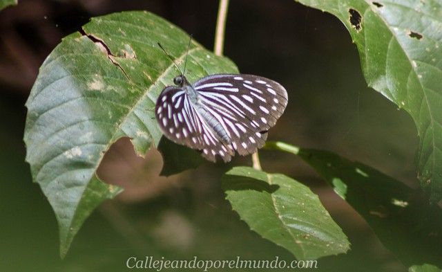 mariposa perhentian kecil malasia