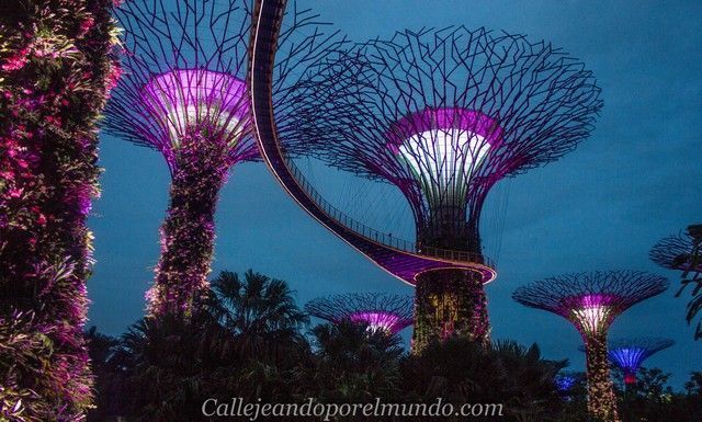 singapur-en-24-horas-gardens-by-the-bay-nocturno-3