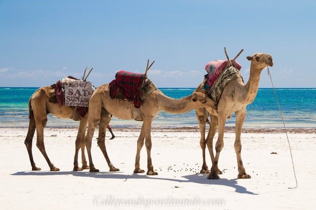 camellos diani beach mombasa kenia