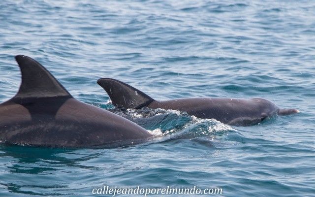 delfines kisite national park kenia (2)
