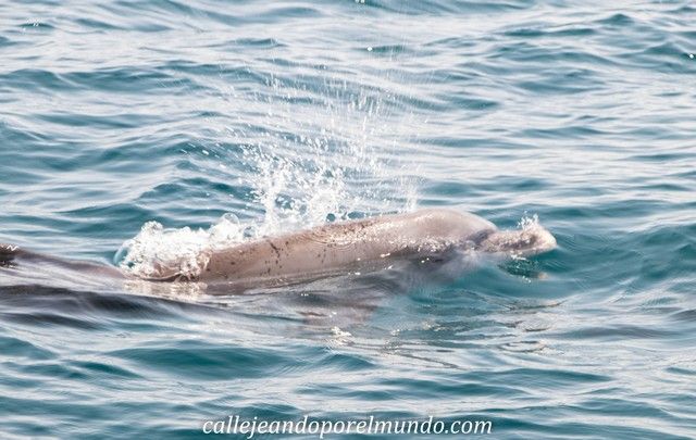 delfines kisite national park kenia (4)