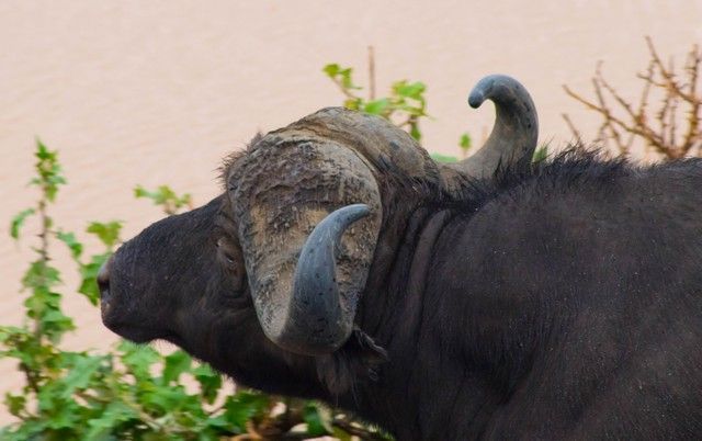 bufalo parque nacional aberdare kenia (3)