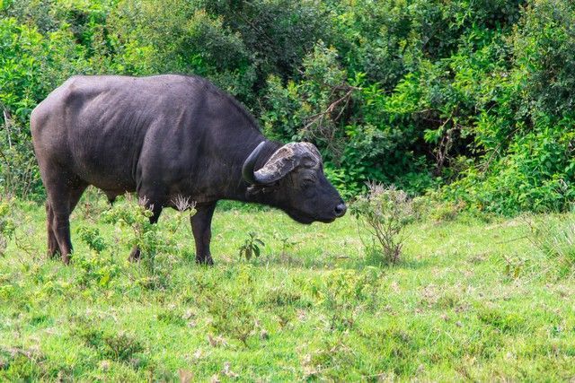 bufalo parque nacional aberdare kenia