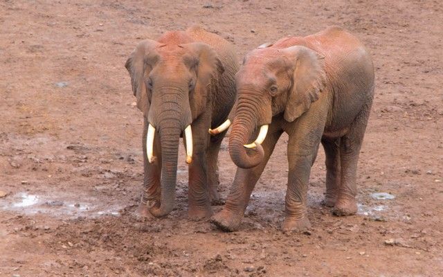 elefantes parque nacional aberdare kenia (3)