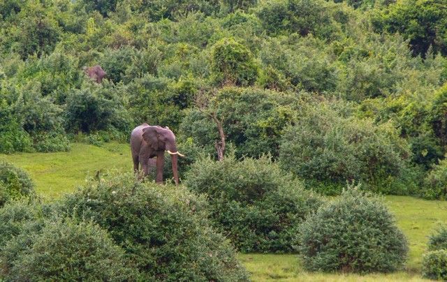 llegada de elefantes parque nacional aberdare kenia