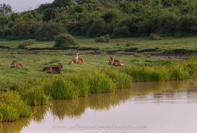amanecer the ark aberdare national park kenia (2)