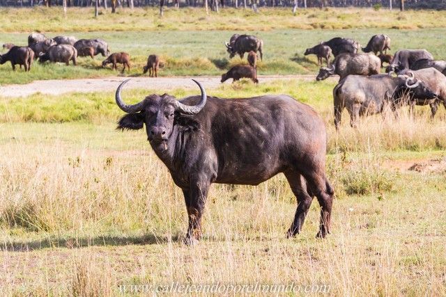 bufalos lago nakuru kenia (3)