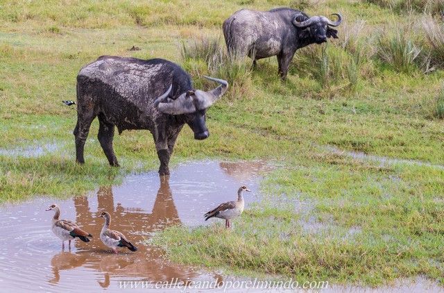 bufalos lago nakuru kenia (4)