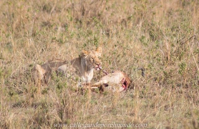 leona comiendo masai mara kenia (2)