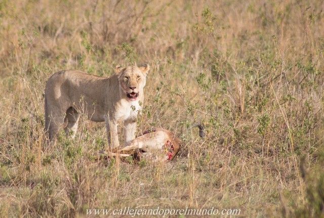 leona comiendo masai mara kenia (3)