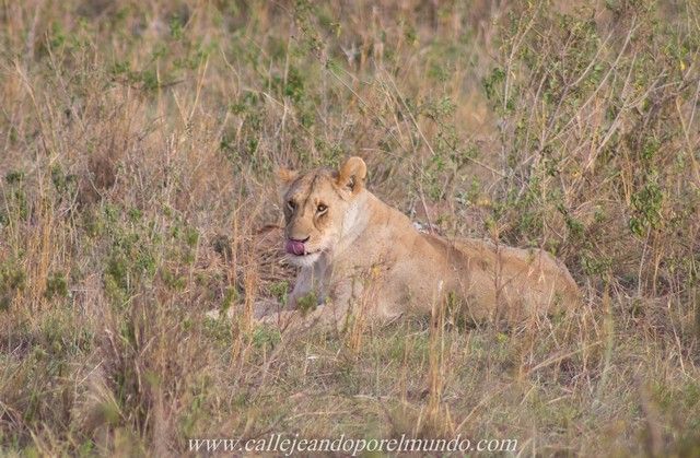 leona comiendo masai mara kenia (5)