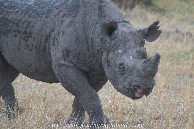 rinoceronte masai mara kenia (1)
