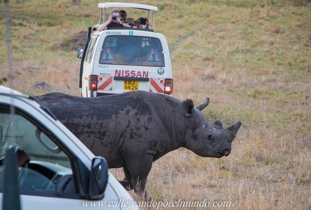 rinoceronte masai mara kenia (2)