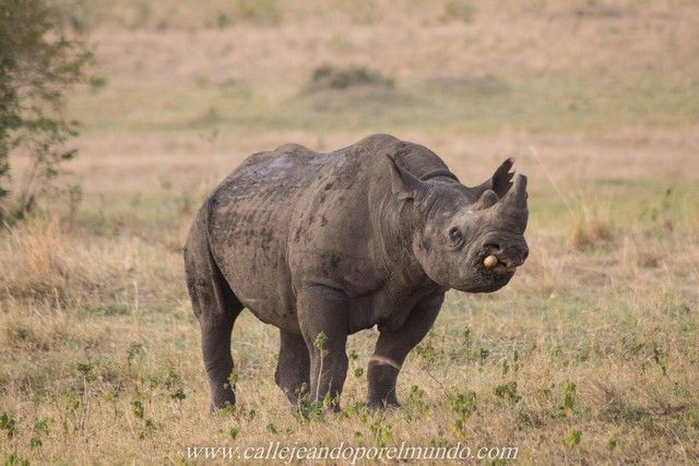 rinoceronte masai mara kenia (5)