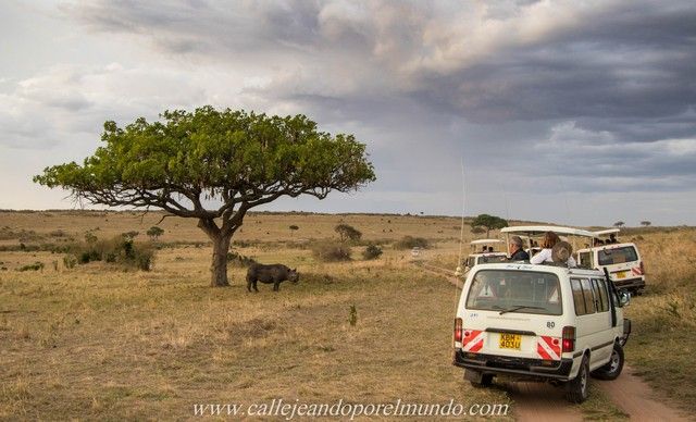 rinoceronte masai mara kenia (6)