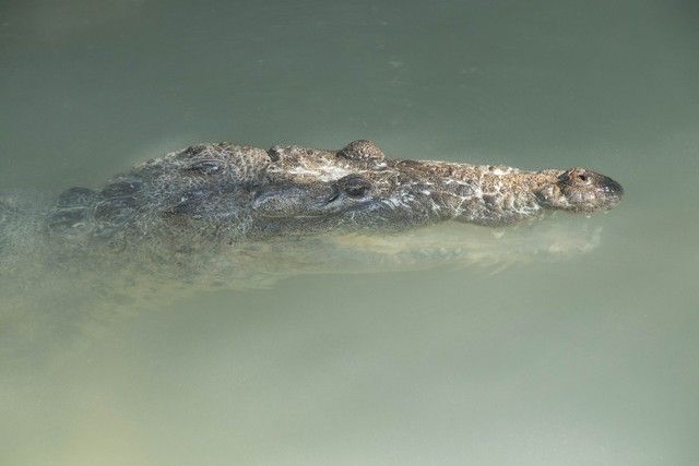 cocodrilos rio lagartos yucatan (3)