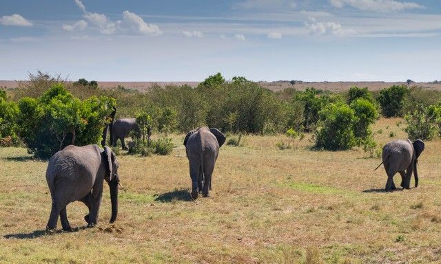 elefantes masai mara (1)