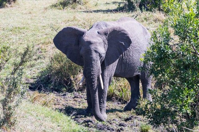 elefantes masai mara (2)