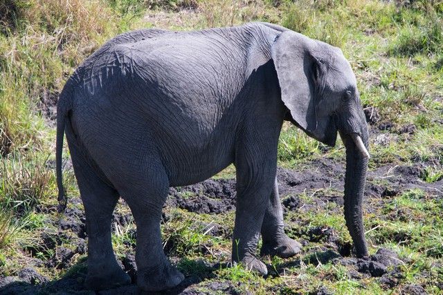 elefantes masai mara (3)