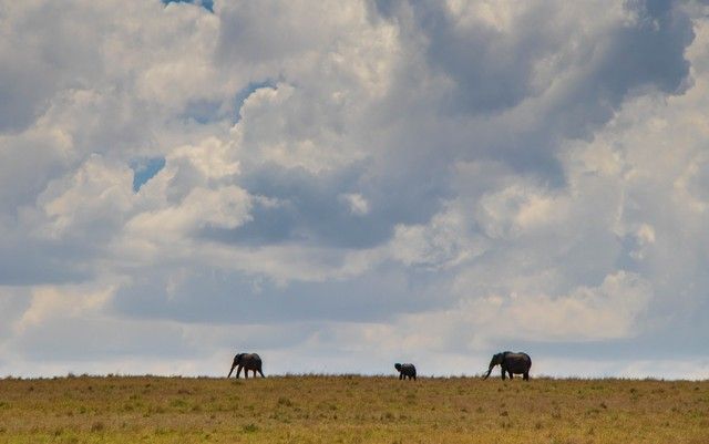 elefantes en masai mara kenia