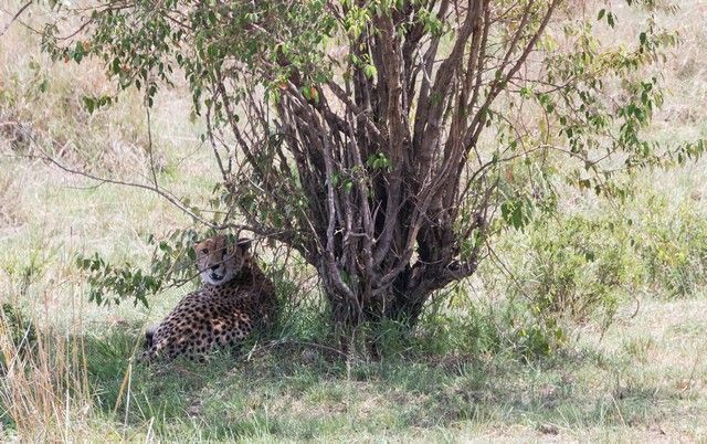 guepardo masai mara kenia (3)