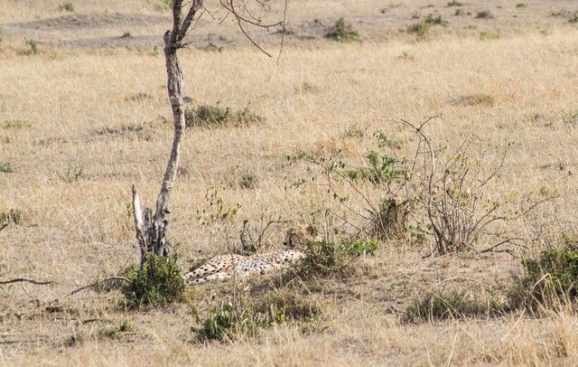 guepardo masai mara kenia