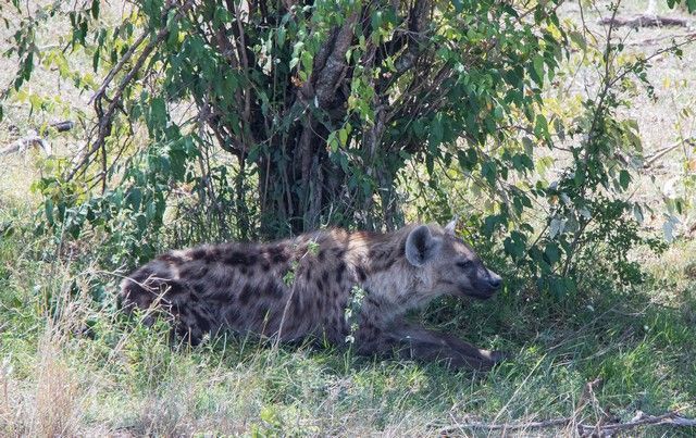 la hiena de masai mara