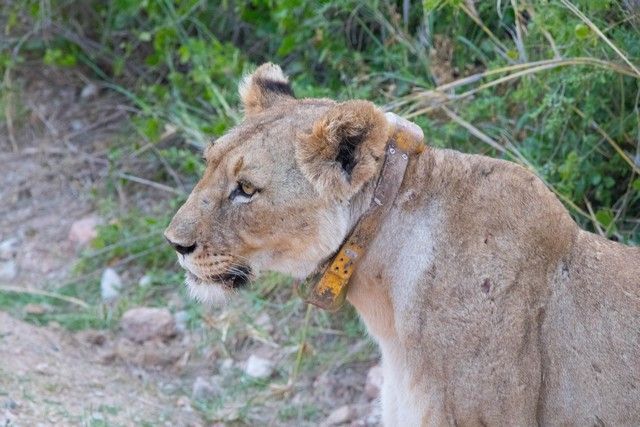 leona en amboseli kenia (2)