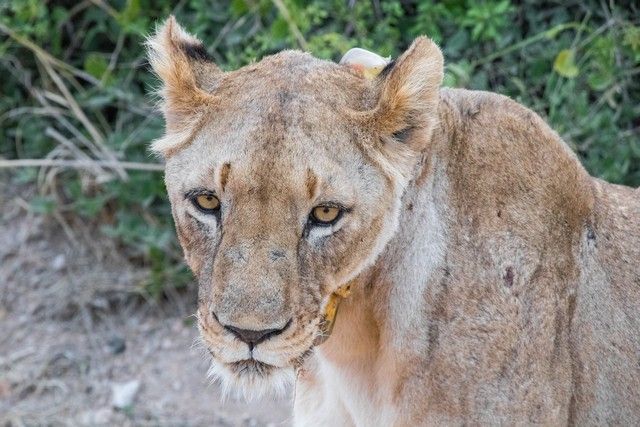 leona en amboseli kenia (3)