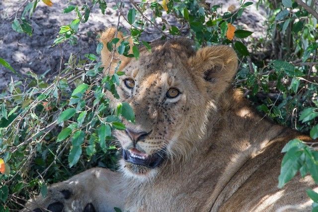 leones masai mara kenia banquete (2)