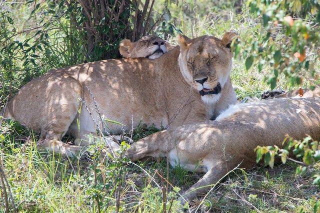 leones masai mara kenia banquete (4)