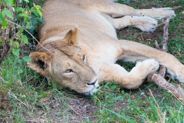 masai mara el rey leon (2)