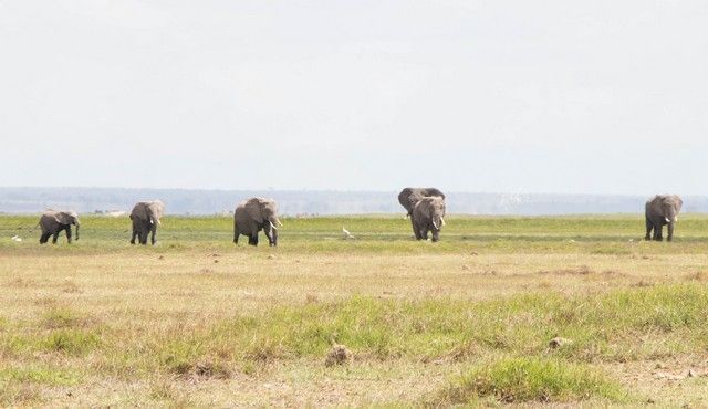 parque nacional amboseli kenia (27)