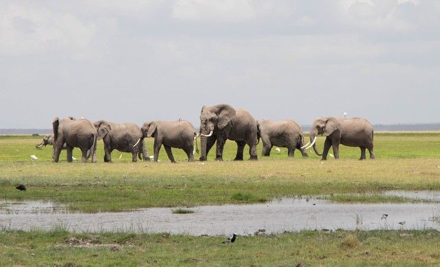 parque nacional amboseli kenia (29)