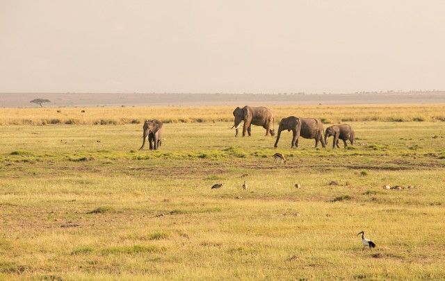 parque nacional amboseli kenia (8)