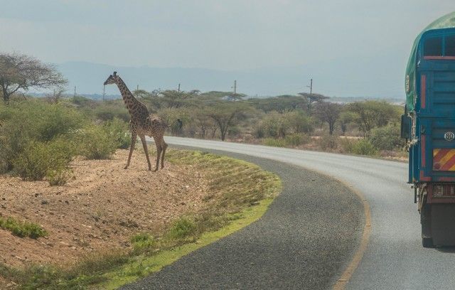 jirafa entrando en tanzania (1)
