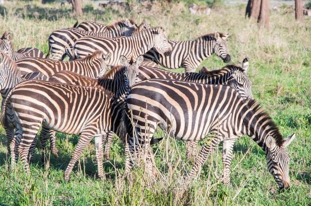 tarangire national park safari de mañana tanzania (2)